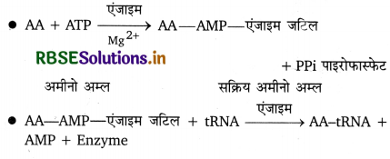 RBSE Class 12 Biology Important Questions Chapter 6 वंशागति के आणविक आधार 1