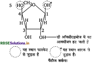 RBSE Class 12 Biology Important Questions Chapter 6 वंशागति के आणविक आधार 12