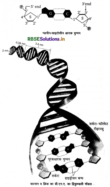 RBSE Class 12 Biology Important Questions Chapter 6 वंशागति के आणविक आधार 14