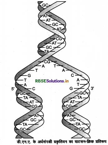 RBSE Class 12 Biology Important Questions Chapter 6 वंशागति के आणविक आधार 17