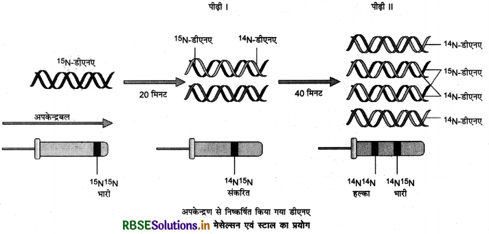 RBSE Class 12 Biology Important Questions Chapter 6 वंशागति के आणविक आधार 18