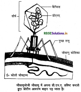 RBSE Class 12 Biology Important Questions Chapter 6 वंशागति के आणविक आधार 19