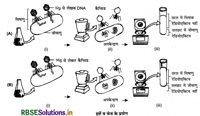 RBSE Class 12 Biology Important Questions Chapter 6 वंशागति के आणविक आधार 20