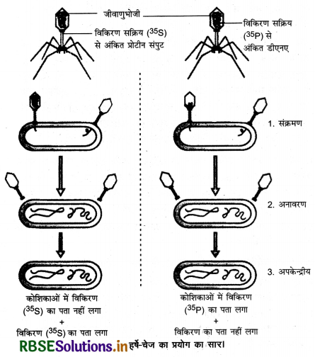 RBSE Class 12 Biology Important Questions Chapter 6 वंशागति के आणविक आधार 21