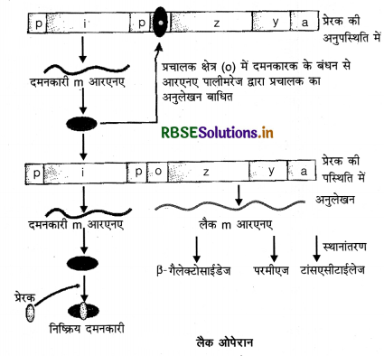 RBSE Class 12 Biology Important Questions Chapter 6 वंशागति के आणविक आधार 22