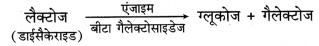 RBSE Class 12 Biology Important Questions Chapter 6 वंशागति के आणविक आधार 23