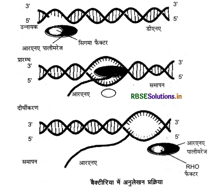 RBSE Class 12 Biology Important Questions Chapter 6 वंशागति के आणविक आधार 24