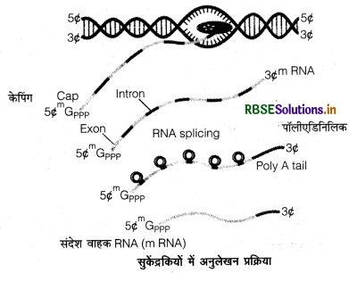 RBSE Class 12 Biology Important Questions Chapter 6 वंशागति के आणविक आधार 25