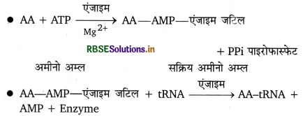 RBSE Class 12 Biology Important Questions Chapter 6 वंशागति के आणविक आधार 26