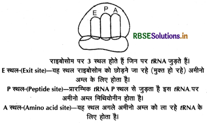 RBSE Class 12 Biology Important Questions Chapter 6 वंशागति के आणविक आधार 27