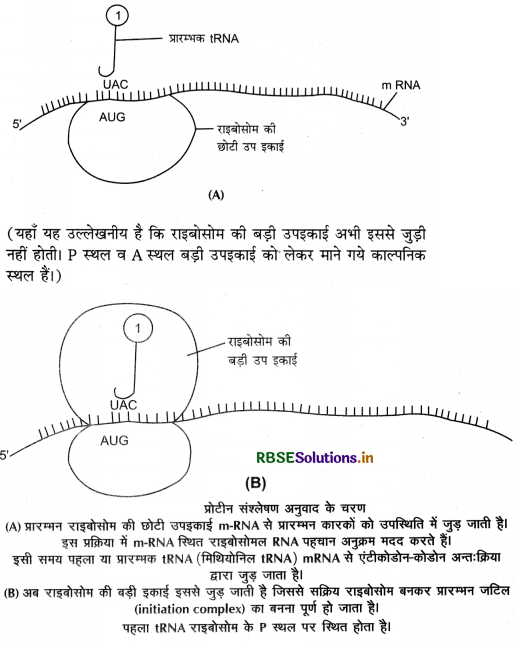 RBSE Class 12 Biology Important Questions Chapter 6 वंशागति के आणविक आधार 28