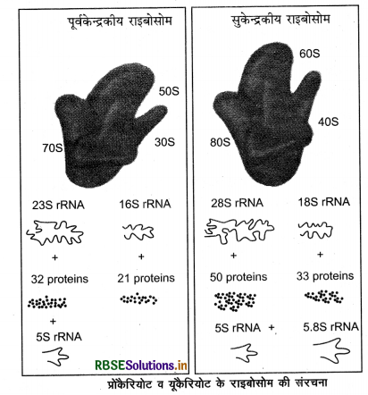 RBSE Class 12 Biology Important Questions Chapter 6 वंशागति के आणविक आधार 29