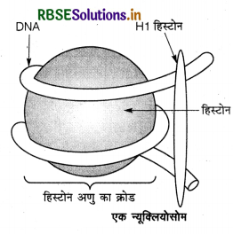 RBSE Class 12 Biology Important Questions Chapter 6 वंशागति के आणविक आधार 2