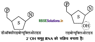 RBSE Class 12 Biology Important Questions Chapter 6 वंशागति के आणविक आधार 3