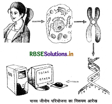RBSE Class 12 Biology Important Questions Chapter 6 वंशागति के आणविक आधार 4