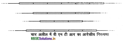 RBSE Class 12 Biology Important Questions Chapter 6 वंशागति के आणविक आधार 6