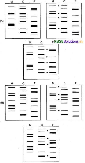 RBSE Class 12 Biology Important Questions Chapter 6 वंशागति के आणविक आधार 9