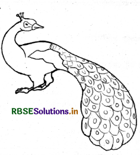 RBSE Solutions for Class 4 English Chapter 5 The Peacock Our National Bird 2