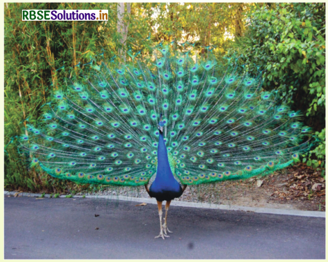 RBSE Solutions for Class 4 English Chapter 5 The Peacock Our National Bird 5