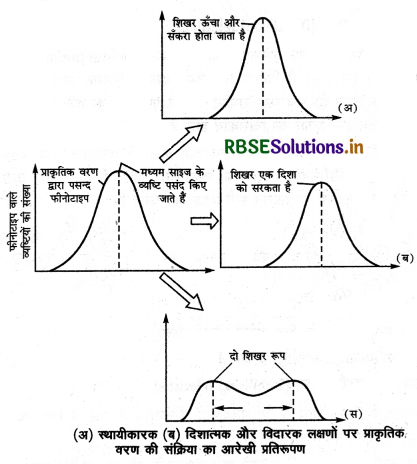 RBSE Class 12 Biology Important Questions Chapter 7 विकास 10