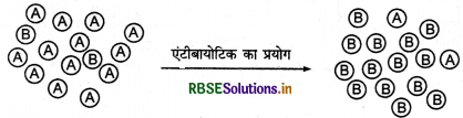 RBSE Class 12 Biology Important Questions Chapter 7 विकास 11