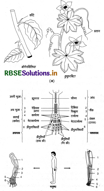 RBSE Class 12 Biology Important Questions Chapter 7 विकास 2