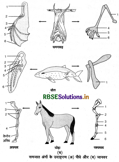 RBSE Class 12 Biology Important Questions Chapter 7 विकास 3