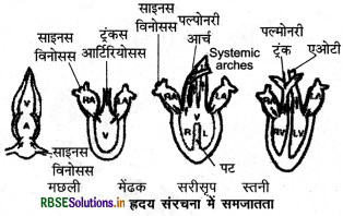 RBSE Class 12 Biology Important Questions Chapter 7 विकास 4