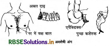 RBSE Class 12 Biology Important Questions Chapter 7 विकास 5