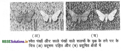 RBSE Class 12 Biology Important Questions Chapter 7 विकास 8