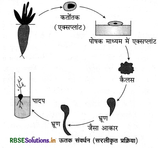 RBSE Class 12 Biology Important Questions Chapter 9 खाद्य उत्पादन में वृद्धि की कार्यनीति 2