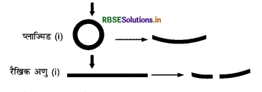 RBSE Class 12 Biology Important Questions Chapter 11 जैव प्रौद्योगिकी-सिद्धांत व प्रक्रम 9