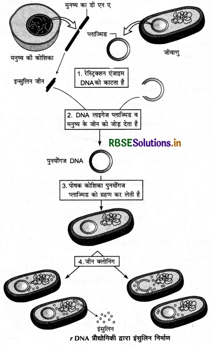 RBSE Class 12 Biology Important Questions Chapter 12 जैव प्रौद्योगिकी एवं उसके उपयोग 3