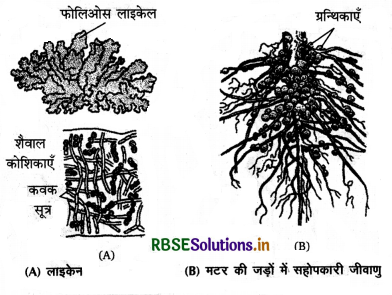 RBSE Class 12 Biology Important Questions Chapter 13 जीव और समष्टियाँ 1