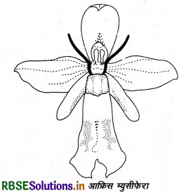 RBSE Class 12 Biology Important Questions Chapter 13 जीव और समष्टियाँ 2