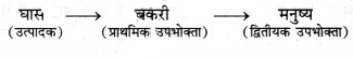 RBSE Class 12 Biology Important Questions Chapter 14 पारितंत्र 10