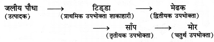 RBSE Class 12 Biology Important Questions Chapter 14 पारितंत्र 11