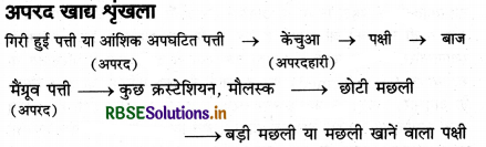 RBSE Class 12 Biology Important Questions Chapter 14 पारितंत्र 13