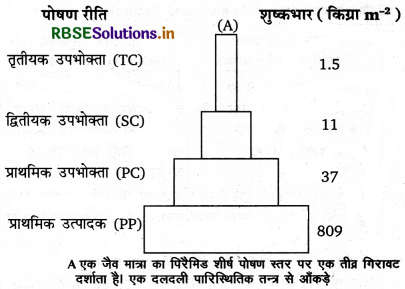 RBSE Class 12 Biology Important Questions Chapter 14 पारितंत्र 15