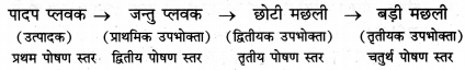 RBSE Class 12 Biology Important Questions Chapter 14 पारितंत्र 22
