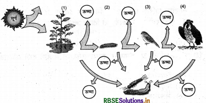 RBSE Class 12 Biology Important Questions Chapter 14 पारितंत्र 24