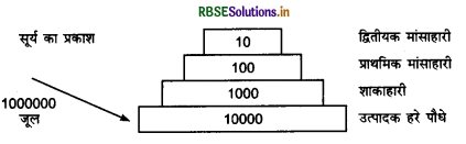RBSE Class 12 Biology Important Questions Chapter 14 पारितंत्र 3