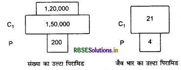 RBSE Class 12 Biology Important Questions Chapter 14 पारितंत्र 5