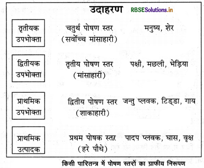  RBSE Class 12 Biology Important Questions Chapter 14 पारितंत्र 7
