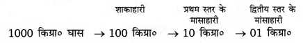 RBSE Class 12 Biology Important Questions Chapter 14 पारितंत्र 8