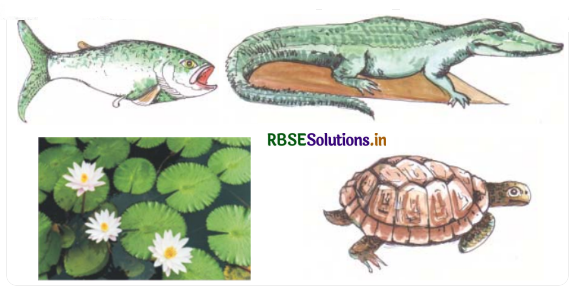 RBSE Solutions for Class 5 EVS Chapter Chapter 11 Life in Water  1