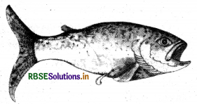 RBSE Solutions for Class 5 EVS Chapter Chapter 11 Life in Water  2