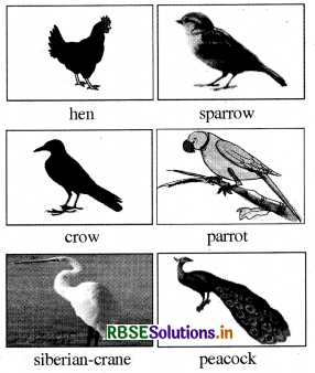 RBSE Solutions for Class 3 English Chapter 9 Birds' Paradise 1