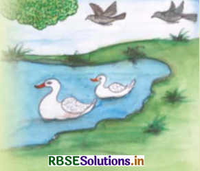 RBSE Solutions for Class 3 English Chapter 9 Birds' Paradise 11