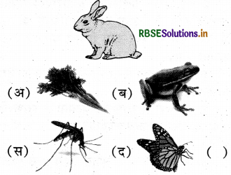 2022-09-23 16_14_36-RBSE Solutions for Class 5 EVS Chapter 7 वृक्षों की महिमा 4